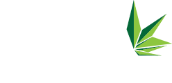 Fusion Coffee Beans